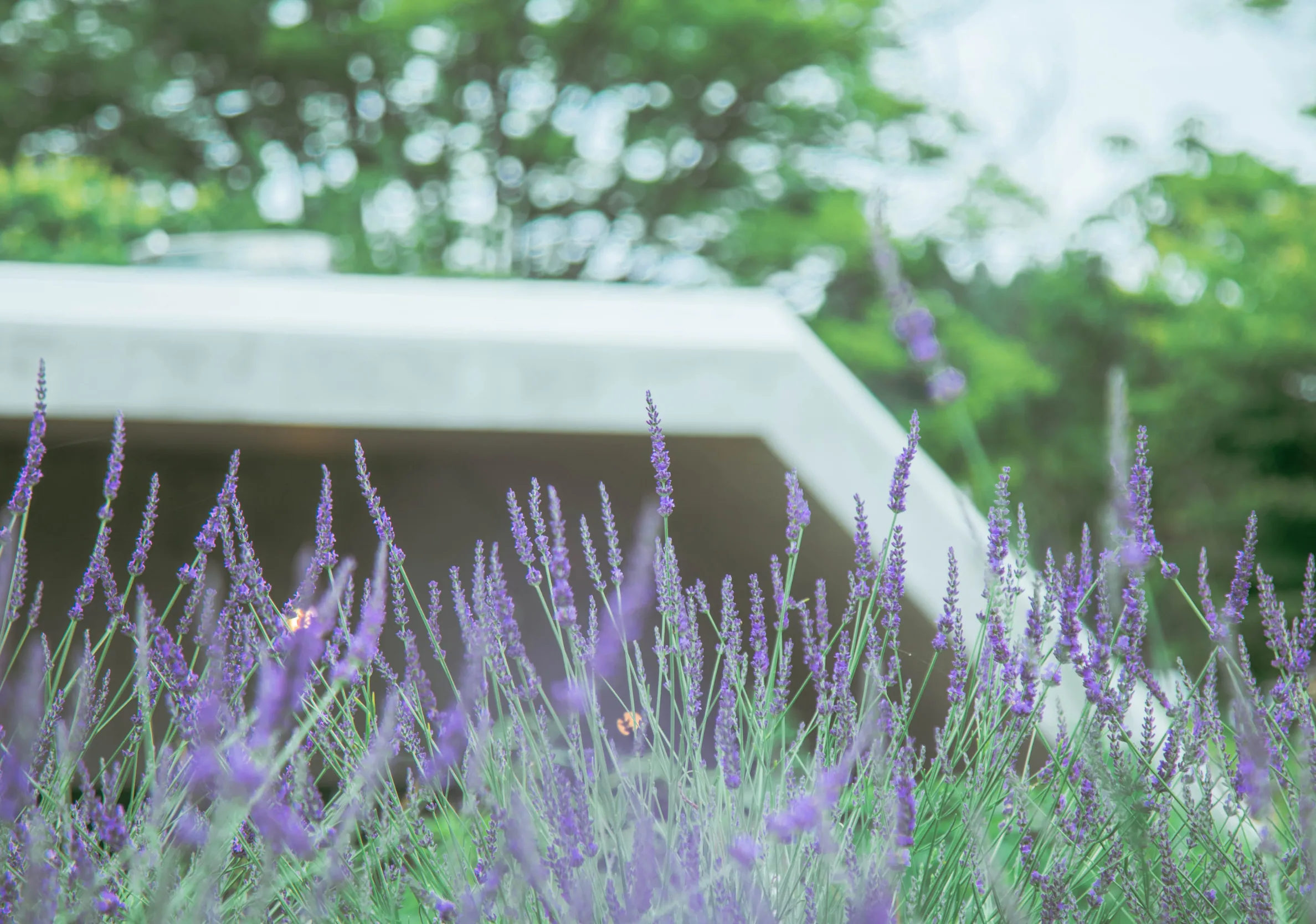 The Hive — 7.2